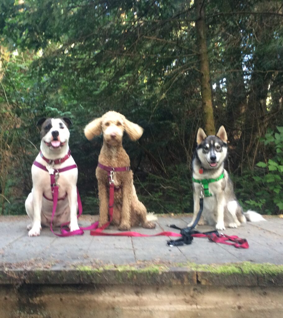 Sadi and friends, all dogs, sit smiling on a west coast boardwalk on the Galloping Goose Trail, and Sadie's ears are flapping out at the sides.